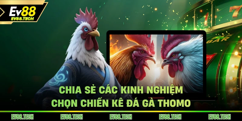 Chia sẻ các kinh nghiệm chọn chiến kê đá gà Thomo