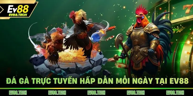 Đá gà trực tuyến hấp dẫn mỗi ngày tại EV88