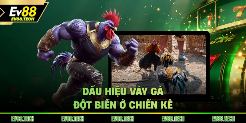 Dấu hiệu vảy gà đột biến ở chiến kê