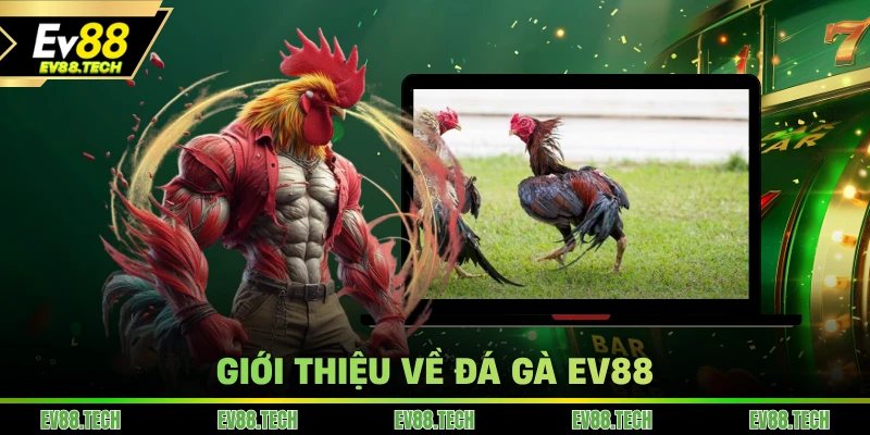 Giới thiệu về đá gà EV88
