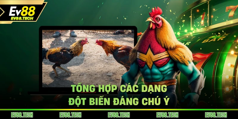 Tổng hợp các dạng vảy gà đột biến thường thấy ở ngoài đời