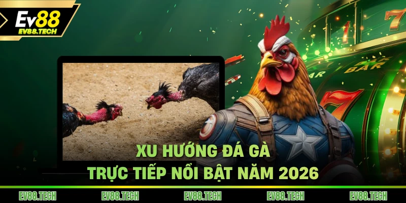 Xu hướng đá gà trực tiếp nổi bật năm 2026